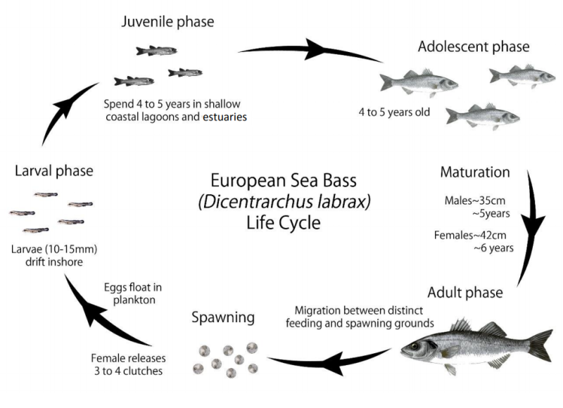 European Seabass - IFCA North West