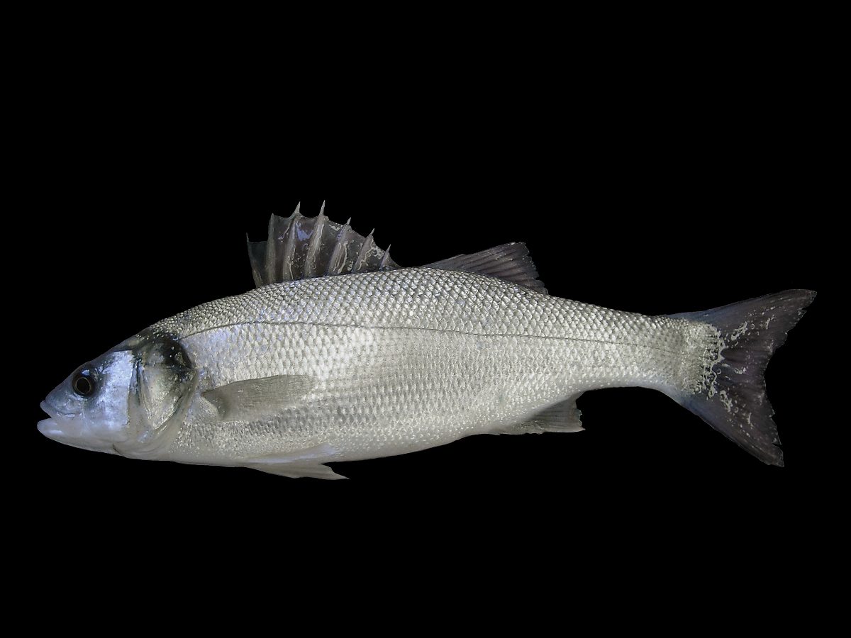 European Sea Bass Dicentrarchus labrax
