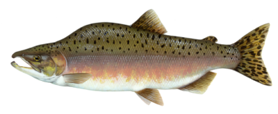 Mature adult pink salmon in freshwater phase