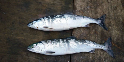 Pink Salmon in Ocean phase