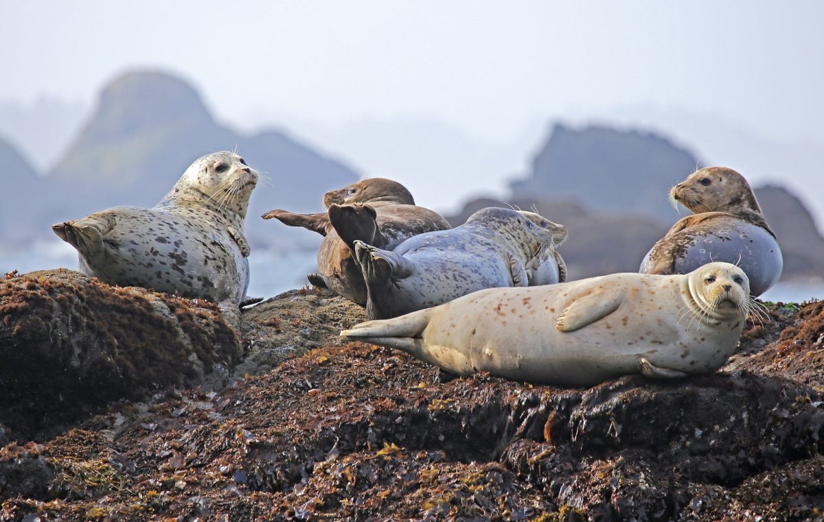 Five seals basking in the sun